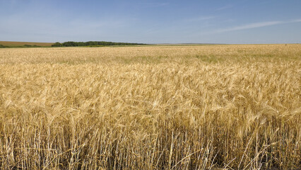 Volga region, harvest season. Ears of ripe wheat.