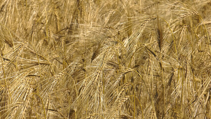 Volga region, harvest season. Ears of ripe wheat.
