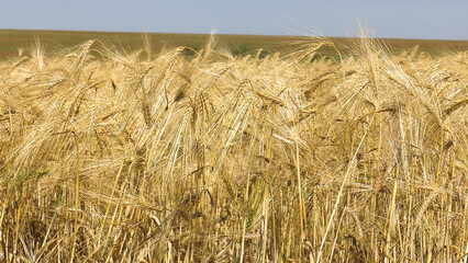 Fototapeta na wymiar Volga region, harvest season. Ears of ripe wheat.