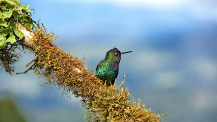 Fiery-throated hummingbird (Panterpe insignis) perched on a moss-covered branch at the high altitude Paraiso Quetzal Lodge outside of San Jose, Costa Rica