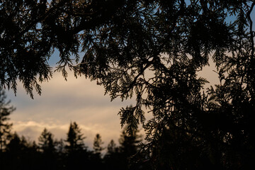 Sunset-illuminated trees framed by silhouetted evergreen trees and leaves