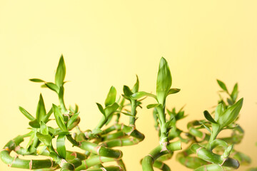 Bamboo stems on yellow background