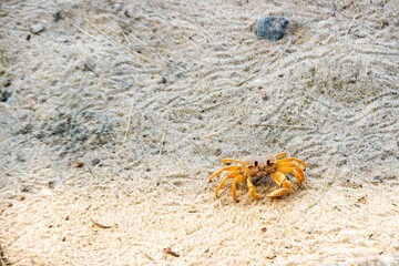 small crab on the sand of madagascar