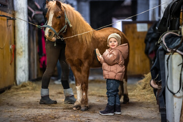 Horse care inside the stable before the ride. Little cute girl and pony.