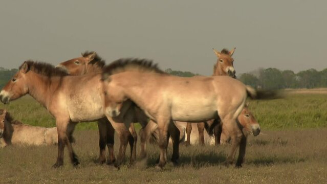 Wildlhorse Przewalskis Horse  Mating  (Equus Ferus)