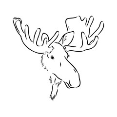 Vector hand drawn illustration of a moose isolated on a white background. A sketch of animal in engraving style.