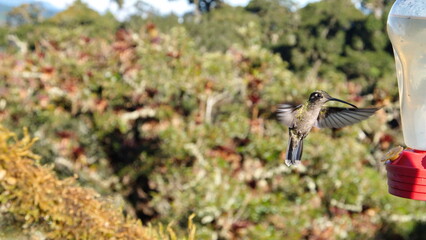 Female talamanca hummingbird (Eugenes spectabilis) in flight at the high altitude Paraiso Quetzal...