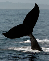 Humpback whale tail fluke waving