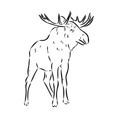 Fototapeta na wymiar Vector hand drawn illustration of a moose isolated on a white background. A sketch of animal in engraving style.
