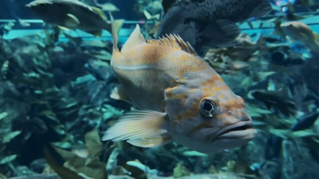 Closeup Portrait of an Olive Rockfish. 4K footage.