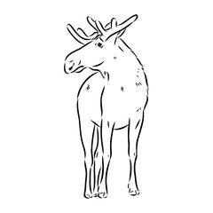 Vector hand drawn illustration of a moose isolated on a white background. A sketch of animal in engraving style.