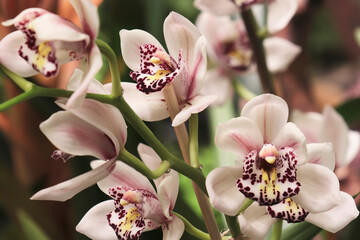 Close-up of the Cymbidium orchid flowers