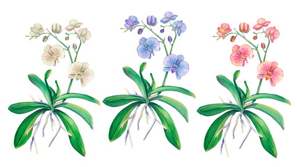 Orchids painted in watercolor: pink, white, purple. A set of flowers. An exotic houseplants. Tropical. Botanical illustration of a flower. Flower arrangement for print, invitation design, pack, spa.