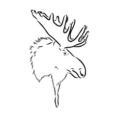 Vector hand drawn illustration of a moose isolated on a white background. A sketch of animal in engraving style.