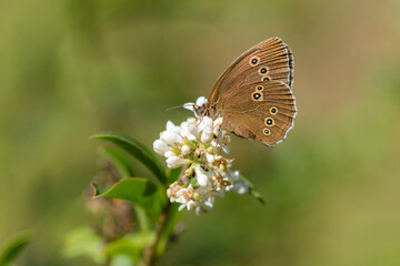 Ringlet (Apahantopus hyperantus) foraging on flower of European Privet (Ligustrum vulgare) in the dunes