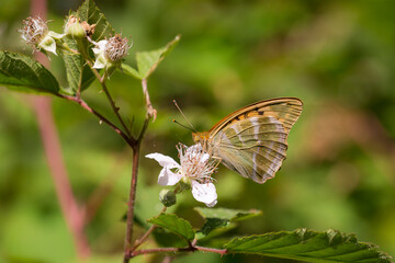 Silver Washed Fritillary (Argynnis paphia) female with closed wings drinking nectar from Blackberry...
