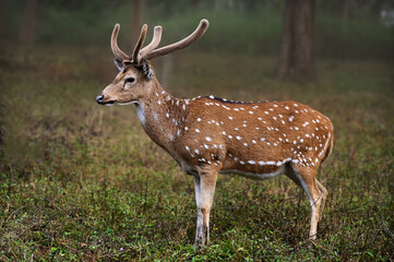 Spotted Deer in the woods