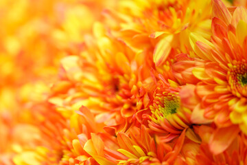 Closeup of beautiful nature orange and yellow flower with copy space using as background natural plants landscape, ecology cover page concept.