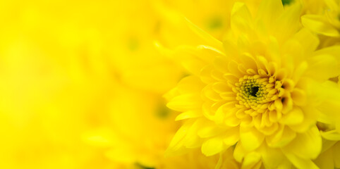 Closeup of beautiful nature yellow flower with copy space using as background natural plants landscape, ecology cover page concept.