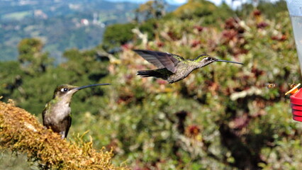 Female talamanca hummingbird (Eugenes spectabilis) in flight at the high altitude Paraiso Quetzal...