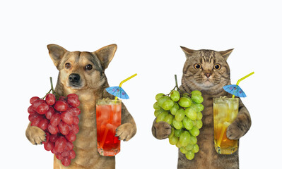 Cat and dog drink grape juice - 560811717