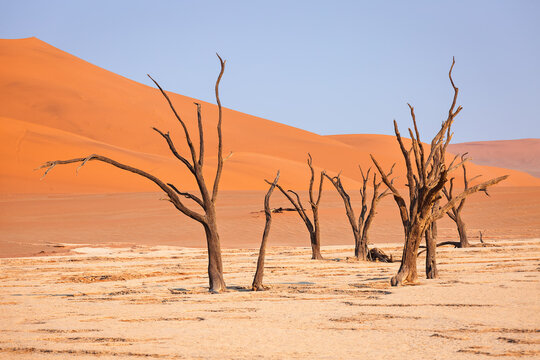 A view of the fossilized dead acacia in Deadvlei Valley.Dried lake in desert of Namibia. Namib-Naukluft National Park.Travel Africa. © Nataliya