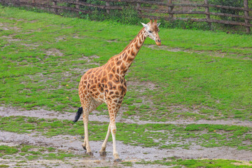 Very beautiful giraffe. Background with selective focus and copy space