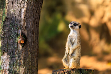 Meerkat with surprised emotion. Background with selective focus and copy space