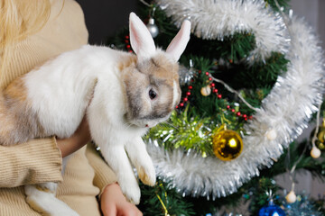 Cute beautiful domestic rabbit in the hands of a woman. Background with selective focus