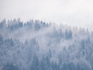 Snow-covered treetops revealing under misty remains of winter snowstorm clouds