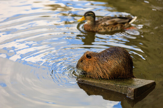 Nutria on the banks of the Vltava river in Prague the capital of the Czech Republic. Urban animals.Background
