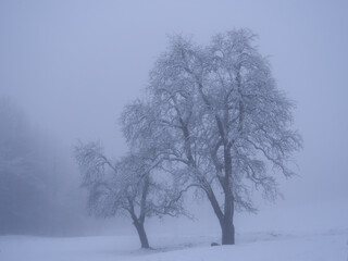 Fototapeta na wymiar Two snowy fruit trees in the embrace of freezing winter fog at the countryside