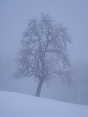 Snow-covered fruit tree on white meadow in mysterious foggy winter landscape