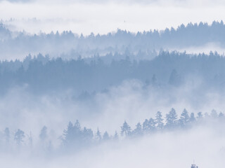 Silhouettes of forest treetops peeking through layers of mist in wintertime