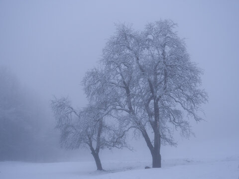 Two snowy fruit trees in the embrace of freezing winter fog at the countryside