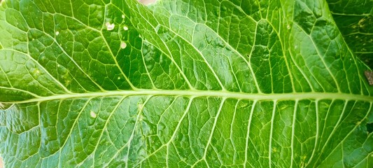 Green leaf background. Close-up of a green leaf. A banner with a green texture leaf with streaks.