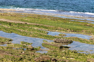 Algae on the rocks on the shores of the Mediterranean Sea in northern Israel.
