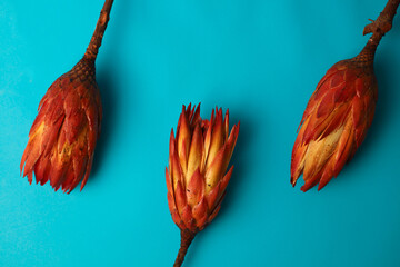 exotic noble flower Protea is the national symbol of the Republic of South Africa in orange color on a bright blue background. for postcards screensavers stickers plates flyers banners