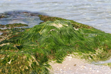 Algae on the rocks on the shores of the Mediterranean Sea in northern Israel.