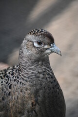 close up of a bird