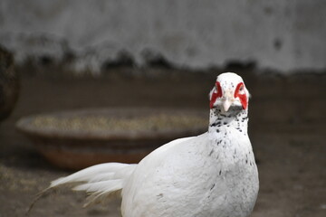 two doves