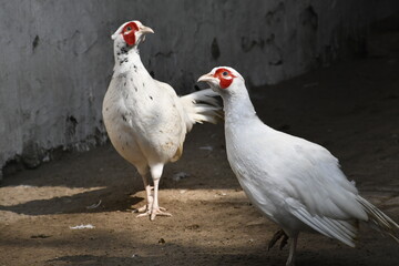 rooster in the farm