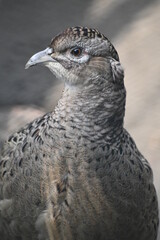 close up of a bird
