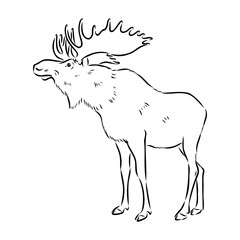 Vector hand drawn illustration of a moose isolated on a white background. A sketch of animal in engraving style.