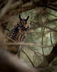 Long-Eared Owl in Missouri
