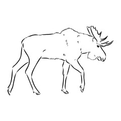 Vector hand drawn illustration of a moose isolated on a white background. A sketch of animal in engraving style.