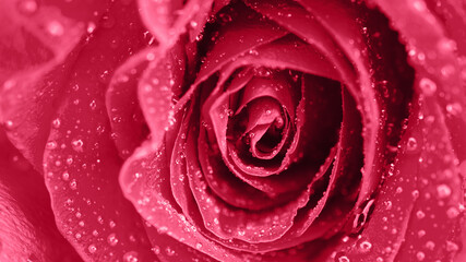 Vibrant fresh close up isolated beautiful macro rose water drops.