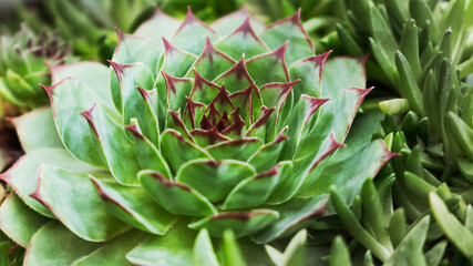 Macro shot of green succulents houseleek