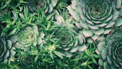 Fototapeta premium Macro shot of green succulents houseleek