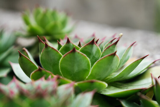 Macro shot of green succulents houseleek